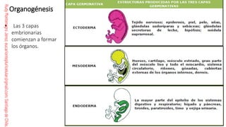 Comprehensive Guide to Human Fertilization and Embryonic Development | PDF