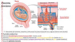 Comprehensive Guide to Human Fertilization and Embryonic Development | PDF