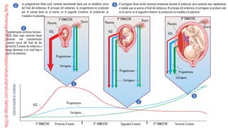 Comprehensive Guide to Human Fertilization and Embryonic Development | PDF