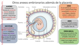 Comprehensive Guide to Human Fertilization and Embryonic Development | PDF