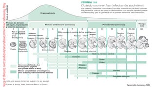 Comprehensive Guide to Human Fertilization and Embryonic Development | PDF