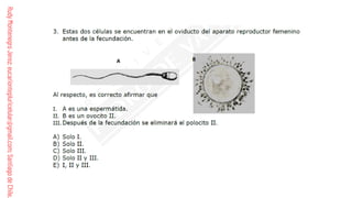 Comprehensive Guide to Human Fertilization and Embryonic Development | PDF