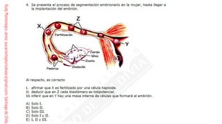 Comprehensive Guide to Human Fertilization and Embryonic Development | PDF