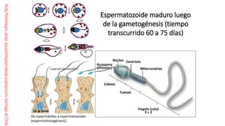 Comprehensive Guide to Human Fertilization and Embryonic Development | PDF