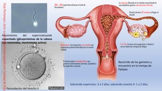 Comprehensive Guide to Human Fertilization and Embryonic Development | PDF
