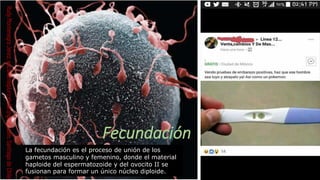 Comprehensive Guide to Human Fertilization and Embryonic Development | PDF