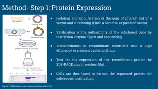 High level expression and Purification of recombinant proteins (Group 8 ...