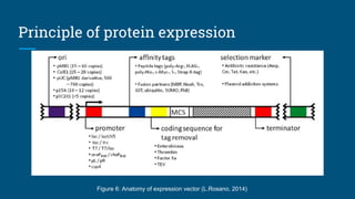 High level expression and Purification of recombinant proteins (Group 8 ...