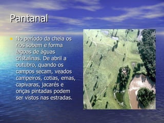Pantanal No período da cheia os rios sobem e forma lagoas de águas cristalinas. De abril a outubro, quando os campos secam, veados campeiros, cotias, emas, capivaras, jacarés e onças pintadas podem ser vistos nas estradas.  