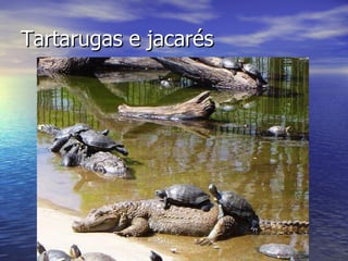 Tartarugas e jacarés 