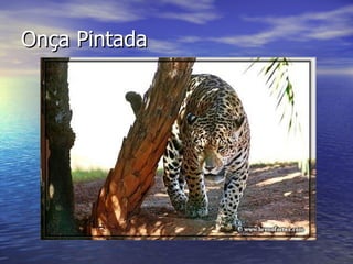 Onça Pintada 