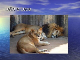 Leão e Leoa 