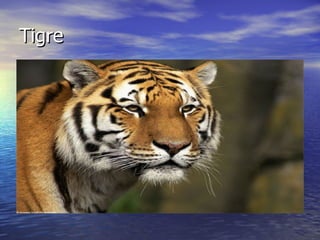 Tigre 