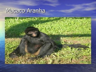 Macaco Aranha 