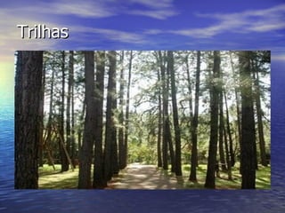 Trilhas 