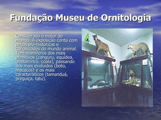 Fundação Museu de Ornitologia   Considerado o maior do mundo. A exposição conta com peças pré-históricas e curiosidades do mundo animal. Tem mamíferos dos mais primitivos (canguru, equídea, ornitorrinco, coala), passando aos mais evoluídos (boto, macacos) e os mais característicos (tamanduá, preguiça, tatu).  