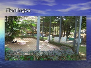 Flamingos 