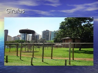 Girafas 