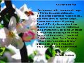 Charneca em Flor Enche o meu peito, num encanto mago, O frémito das coisas dolorosas...  Sob as urzes queimadas nascem rosas...  Nos meus olhos as lágrimas apago...  Anseio! Asas abertas! O que trago  Em mim? Eu oiço bocas silenciosas  Murmurar-me as palavras misteriosas  Que perturbam meu ser como um afago!  E, nesta febre ansiosa que me invade,  Dispo a minha mortalha, o meu bruel, E já não sou, Amor, Soror Saudade... Olhos a arder em êxtases de amor,  Boca a saber a sol, a fruto, a mel:  Sou a charneca rude a abrir em flor! Florbela Espanca 