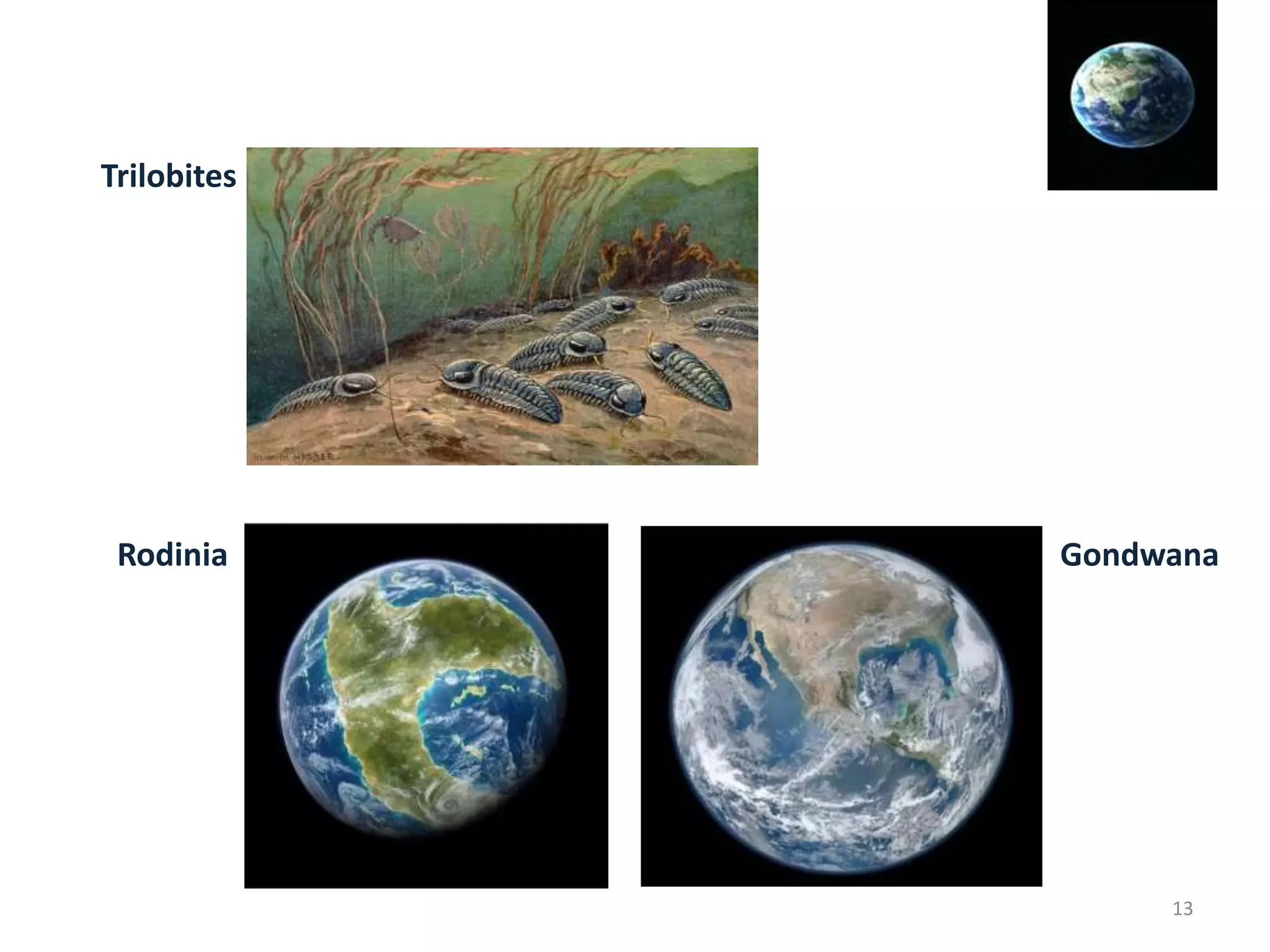 Trilobites
Rodinia Gondwana
13
 