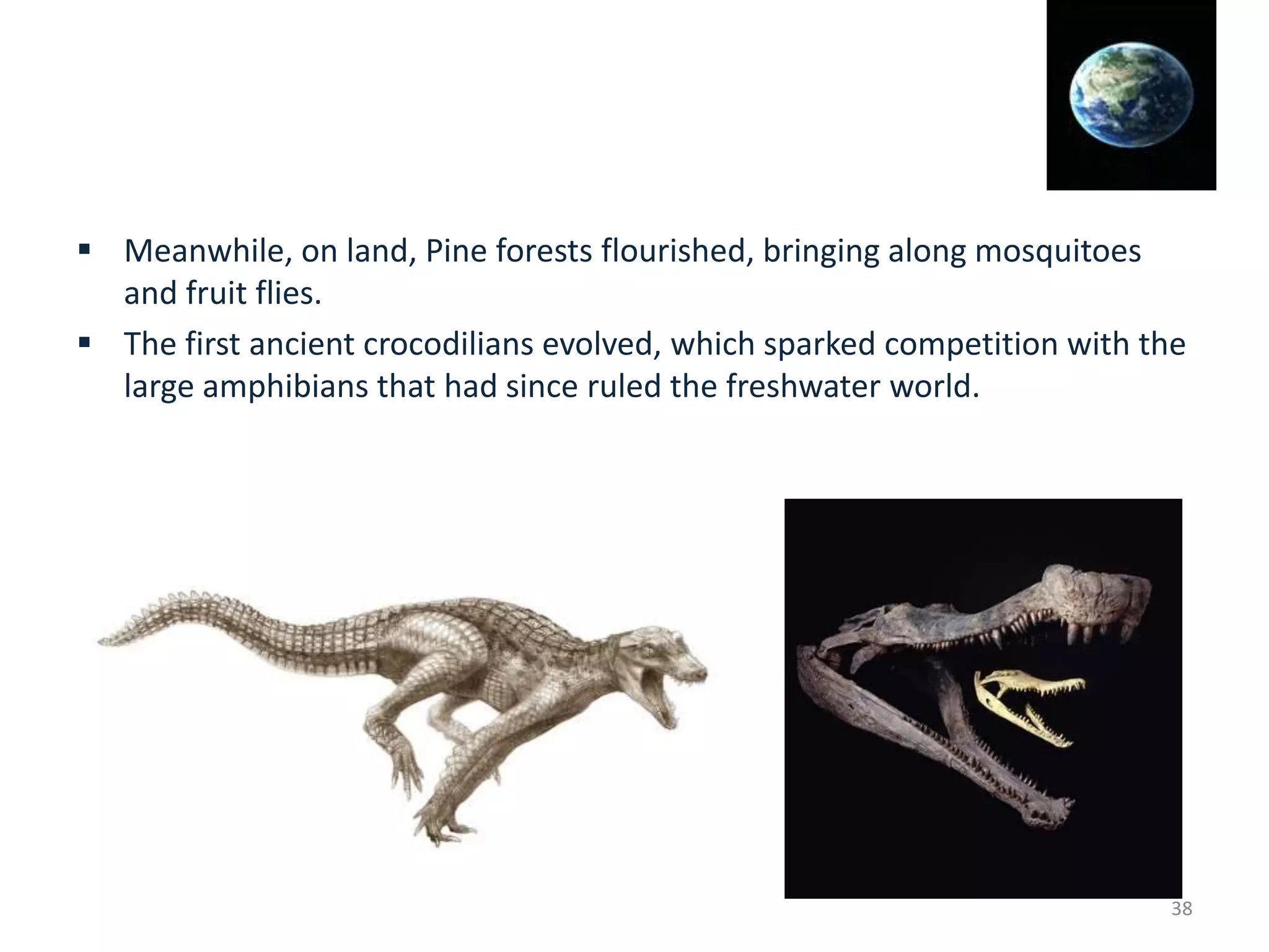  Meanwhile, on land, Pine forests flourished, bringing along mosquitoes
and fruit flies.
 The first ancient crocodilians evolved, which sparked competition with the
large amphibians that had since ruled the freshwater world.
38
 