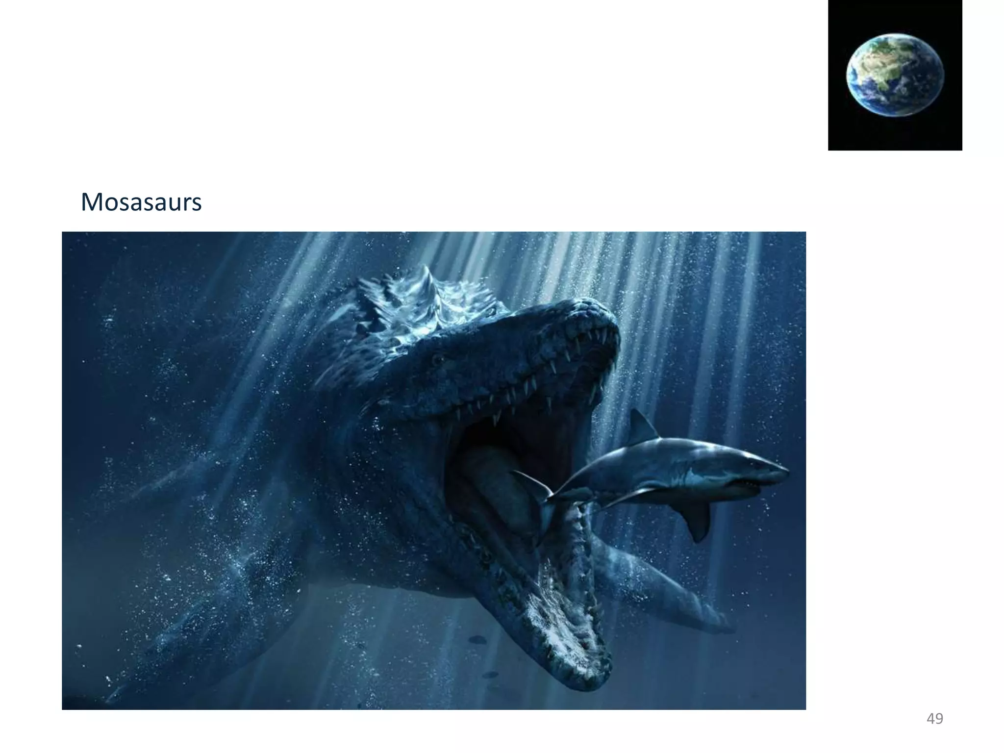 Mosasaurs
49
 