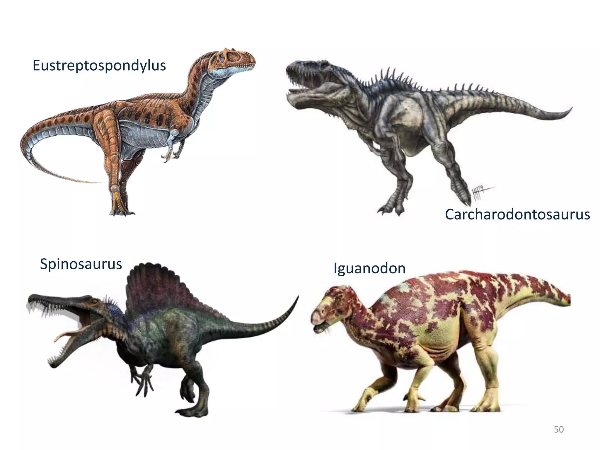 Eustreptospondylus
IguanodonSpinosaurus
Carcharodontosaurus
50
 