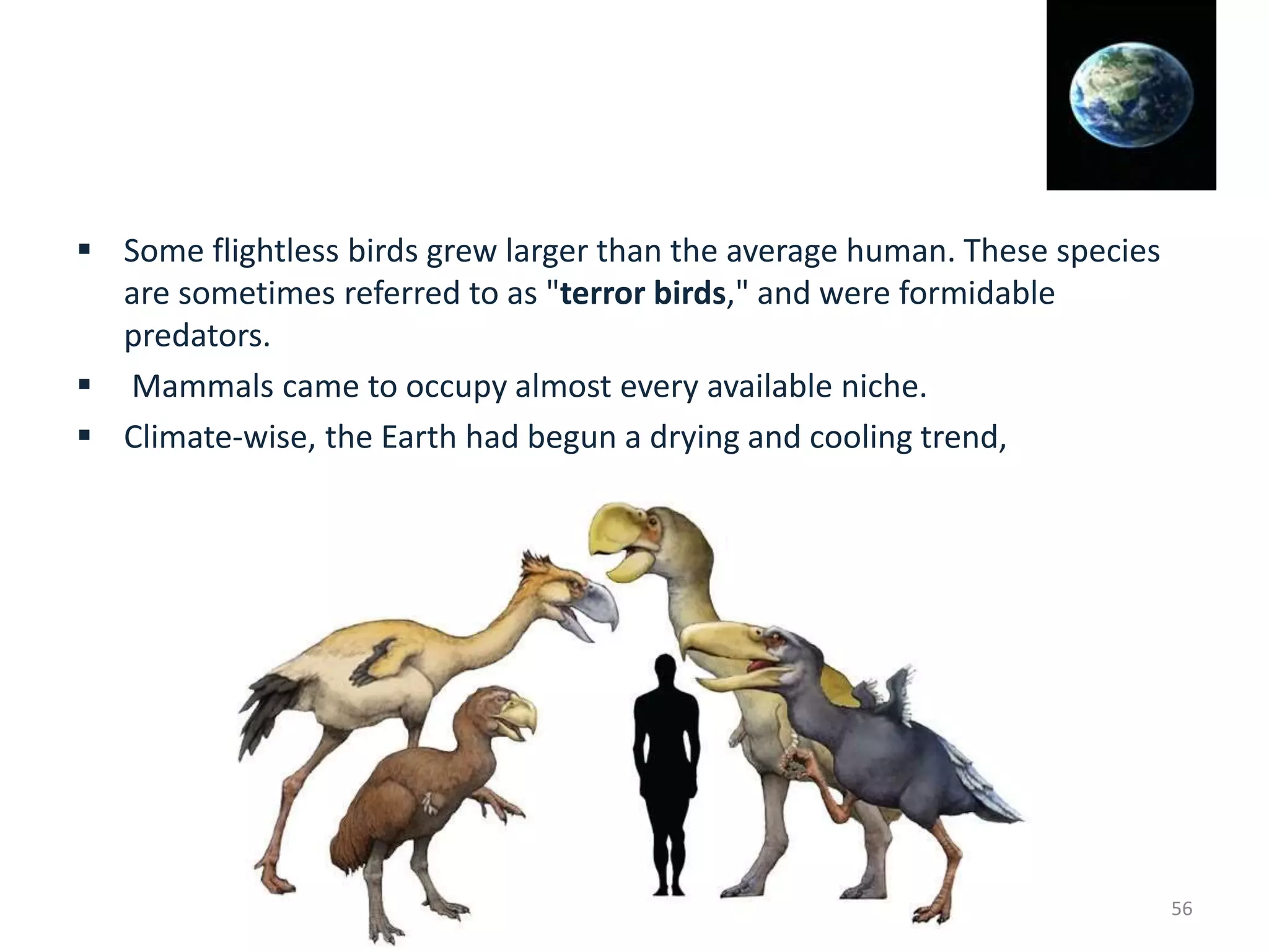  Some flightless birds grew larger than the average human. These species
are sometimes referred to as "terror birds," and were formidable
predators.
 Mammals came to occupy almost every available niche.
 Climate-wise, the Earth had begun a drying and cooling trend,
56
 