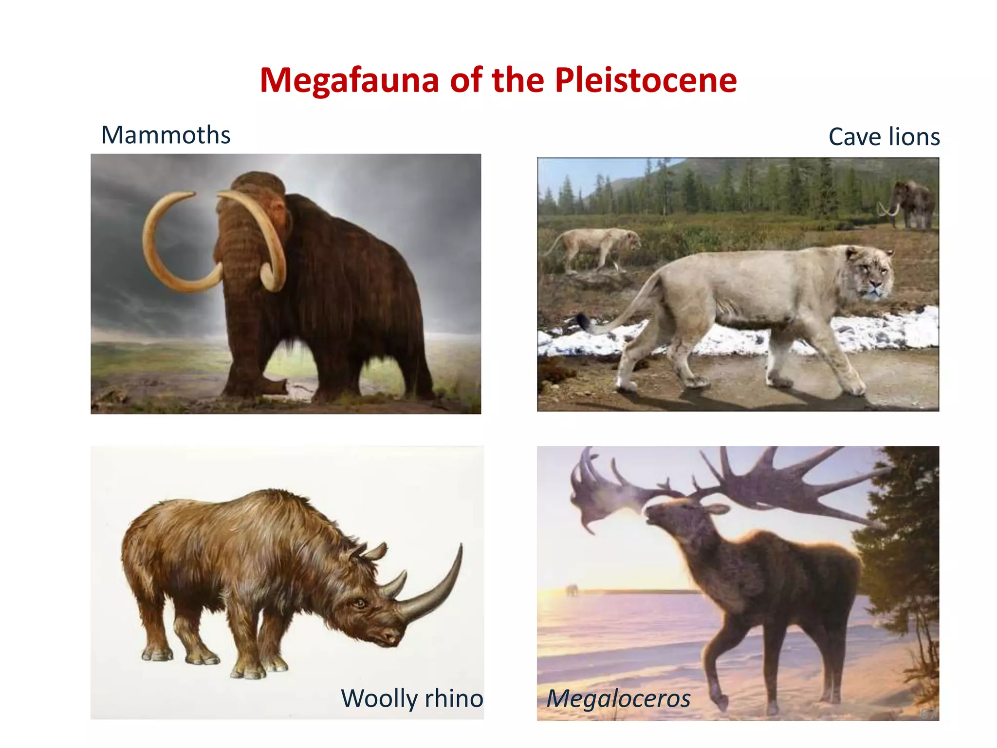 Megafauna of the Pleistocene
Mammoths Cave lions
Woolly rhino Megaloceros 67
 