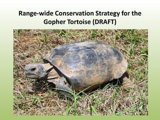 Range-wide Conservation Strategy for the
       Gopher Tortoise (DRAFT)
 