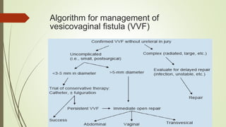 Algorithm for management of
vesicovaginal fistula (VVF)
 