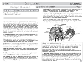Responda en forma individual:
1. ¿Qué sabemos de la respiración?
___________________________________________________
___________________________________________________
___________________________________________________
___________________________________________________
¿Ha pensado alguna vez en que estamos respirando todo el tiempo:
mientras trabajamos, mientras dormimos, mientras leemos este libro?
La respiración no se puede suspender por más de cuatro minutos sin
que uno muera por asfixia. El cuerpo humano necesita constantemente
recibir oxígeno, gas que se encuentra en el ambiente y penetra en el
organismo gracias al sistema respiratorio. Éste pone el aire en contacto
con la sangre y ella transporta el oxígeno a todas las células del cuerpo,
para que puedan funcionar. Al hacerlo se produce un compuesto
gaseoso tóxico (dióxido de carbono), que vuelve al sistema respiratorio
para ser eliminado.
El sistema respiratorio está formado por las vías respiratorias -que
son el camino que recorre el aire desde afuera hacia adentro y desde
dentro hacia fuera- y los pulmones.
La nariz recibe el aire del exterior. Lo calienta, humedece y filtra
gracias a la acción de los cilios (pelitos) y de la mucosidad que recubre
tanto las fosas nasales como todo el resto de las vías aéreas.
La faringe es un conducto común a los sistemas digestivo y respiratorio.
En ella se encuentran las amígdalas, masas de tejido que cuando crecen
demasiado pueden causar problemas.
La laringe, además de conducir el aire, es el órgano esencial de la voz
(en su interior están las cuerdas vocales). Está compuesta por varios
cartílagos.
La tráquea es un tubo por donde pasa el aire hacia los pulmones. Se
divide en dos grandes bronquios, uno para cada pulmón.
Los bronquios son tubos que penetran en cada uno de los pulmones. En
el interior se ramifican en conductos cada vez más pequeños hasta
formar diminutas cavidades cerradas que son los alvéolos pulmonares
(aproximadamente 300 millones).
NUESTRO SISTEMA RESPIRATORIO
Los pulmones son órganos similares a esponjas, con forma de sacos. En ellos se
realiza el intercambio de gases, que consiste en la entrada de aire puro
(oxígeno) a la sangre y la salida de aire con dióxido de carbono.
Los pulmones están en actividad todo el tiempo, gracias a los movimientos de la
caja torácica: inspiración o entrada de aire y espiración o salida de aire. Cada
vez que esto pasa, las costillas se levantan y se separan y el diafragma (músculo
que cierra la caja torácica por abajo) sube y baja.
El aire y la sangre no llegan a tener contacto directo, sino a través de las
delgadas paredes de los alvéolos. La unión del oxígeno con la sangre se realiza
con extraordina-ria rapidez, en menos de un minuto.
Algunas enfermedades respiratorias
Cada día, una persona respira entre 14 y 18 litros de aire. Eso significa un alto
riesgo, porque a pesar de las defensas de las vías respiratorias, grandes
cantidades de partículas nocivas y microbios pueden entrar al organismo.
Las enfermedades respiratorias son las más frecuentes de todos,
especialmente en los niños y en personas que viven expuestas a la contaminación
atmosférica de la ciudad.
• Resfriado común: Lo producen más de cien virus distintos, que infectan la
mucosa de nariz y garganta. Raramente dura más de una semana y no tiene cura;
se resuelve por sí solo gracias a la lucha del organismo contra el virus invasor.
Se recomienda beber líquidos (al menos dos litros de agua al día) y dormir
bastante. Los remedios como paracetamol o aspirina sólo alivian los síntomas
(molestias) del resfriado y los antibióticos no sirven contra el resfriado, porque
combaten bacterias, no virus.
3
1
3
Ciencias Integradas
Cuerpo Humano
 