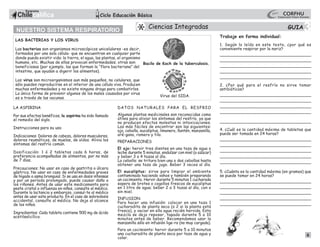 4
NUESTRO SISTEMA RESPIRATORIO
LAS BACTERIAS Y LOS VIRUS
Las bacterias son organismos microscópicos unicelulares -es decir,
formados por una sola célula- que se encuentran en cualquier parte
donde pueda existir vida: la tierra, el agua, las plantas, el organismo
humano, etc. Muchas de ellas provocan enfermedades; otras son
beneficiosas (por ejemplo, las que forman la “flora bacteriana” del
intestino, que ayudan a digerir los alimentos).
Los virus son microorganismos aun más pequeños, no celulares, que
sólo pueden reproducirse en el interior de una célula viva. Producen
muchas enfermedades y no existe ninguna droga para combatirlos.
La única forma de prevenir algunos de los males causados por virus
es a través de las vacunas.
LA ASPIRINA
Por sus efectos benéficos, la aspirina ha sido llamada
el remedio del siglo.
Instrucciones para su uso
Indicaciones: Dolores de cabeza, dolores musculares,
dolores reumáticos, de muelas, de oídos. Alivia los
síntomas del resfrío común.
Dosificación: 1 ó 2 tabletas cada 6 horas, de
preferencia acompañadas de alimentos, por no más
de 7 días.
Precauciones: No usar en caso de gastritis o úlcera
gástrica. No usar en caso de enfermedades graves
de hígado o asma bronquial. Si se usa en dosis intensas
y por un período prolongado, puede causar daño a
los riñones. Antes de usar este medicamento para
peste cristal o influenza en niños, consulte al médico.
Durante la lactancia y embarazo, consul-te al médico
antes de usar este producto. En el caso de sobredosis
accidental, consulte al médico. No deje al alcance
de los niños.
Ingredientes: Cada tableta contiene 500 mg de ácido
acetilsalicílico.
Trabaje en forma individual:
1. Según lo leído en este texto, ¿por qué es
conveniente respirar por la nariz?
____________________________________
__________________________________
____________________________________
__________________________________
___________________________________
2. ¿Por qué para el resfrío no sirve tomar
antibióticos?
____________________________________
_________________________________
____________________________________
__________________________________
___________________________________
4. ¿Cuál es la cantidad máxima de tabletas que
puede ser tomada en 24 horas?
____________________________________
____________________________________
____________________________________
__________________________________
___________________________________
5. ¿Cuánta es la cantidad máxima (en gramos) que
se puede tomar en 24 horas?
___________________________________
____________________________________
____________________________________
___________________________________
___________________________________
DATOS NATURALES PARA EL RESFRIO
Algunas plantas medicinales son reconocidas como
útiles para aliviar los síntomas del resfrío, ya que
no producen efectos molestos ni intoxicaciones.
Las más fáciles de encontrar son las siguientes:
ajo, cebolla, eucaliptus, limonero, llantén, manzanilla,
oré-gano, romero y tilo.
PREPARACIONES
El ajo: hervir tres dientes en una taza de agua o
leche durante 5 minutos, endulzar con miel (o azúcar)
y beber 3 a 4 tazas al día.
La cebolla: se tritura bien una o dos cebollas hasta
obtener una taza de jugo. Beber 3 veces al día.
El eucaliptus: sirve para limpiar el ambiente
contaminado haciendo vahos y también preparando
un cocimiento. Hervir durante 5 minutos 1 cucharada
sopera de brotes o cogollos frescos de eucaliptus
en 1 litro de agua; beber 2 a 3 tazas al día, con o
sin miel.
INFUSION:
Para hacer una infusión: colocar en una taza 1
cucharadita de planta seca (o 2 si la planta está
fresca), y vaciar en ella agua recién hervida. Esta
mezcla se deja reposar, tapada durante 5 a 10
minutos antes de beber. Recomendamos usar la
manzanilla sólo en infusión lige-ra (no muy cargada).
Para un cocimiento: hervir durante 5 a 10 minutos
una cucharadita de planta seca por taza de agua y
colar.
Bacilo de Koch de la tuberculosis.
Virus del SIDA.
1
3
Ciencias Integradas
 