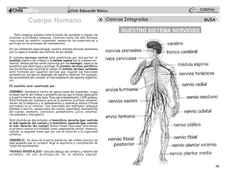 6
Este complejo sistema tiene la misión de coordinar y regular las
diversas actividades humanas. Controla hasta las más mínimas
reacciones de nuestro organismo, memoriza las experiencias y
participa en los procesos de razonamiento.
Por ser altamente especializado, nuestro sistema nervioso determina
que la especie humana sea distinta de las demás.
El sistema nervioso central está constituido por dos partes: el
encéfalo (dentro del cráneo) y la médula espinal (en la columna ver-
tebral). Ambas partes están cubiertas por las meninges, especie de
envoltura que amortigua y protege. El sistema nervioso periférico
son los nervios que recorren el cuerpo. El sistema nervioso autónomo
está formado por aquellos nervios que regulan las funciones
automáticas, las que no dependen de nuestra voluntad. Por ejemplo,
los movimientos del corazón, el funcionamiento del aparato digestivo,
etc.
EI encéfalo está constituido por:
CEREBRO: Verdadero centro de operaciones del organismo, ocupa
la mayor parte del cráneo y presenta surcos que lo hacen semejante
a la parte interna de una nuez. Pesa aproximadamente 1.200 gramos.
Está formado por sustancia gris en el exterior (corteza cerebral,
núcleo de la memoria y el pensamiento) y sustancia blanca (fibras
nerviosas) en el interior. Sus funciones son múltiples: lenguaje
hablado y escrito, sensaciones del cuerpo (sentidos), movimientos
del cuerpo, memoria, conciencia, pensamiento, juicio, voluntad,
racionalidad e inteligencia.
Está dividido en dos mitades: el hemisferio derecho (que controla
el lado izquierdo del cuerpo) y el hemisferio izquierdo (que controla
el lado derecho del cuerpo). Éstos tienen funciones diferentes:
el primero realiza actividades como comprensión verbal, memoria,
cálculo; el segundo tiene que ver con la intuición y la capacidad
artística.
CEREBELO: Se ubica en la parte posterior del cráneo (nuca) y es
más pequeño que el cerebro. Rige el equilibrio y coordinación de
todos los movimientos.
TRONCO ENCEFALICO: Ubicado debajo del cerebro y delante del
cerebelo, es una prolongación de la médula espinal.
NUESTRO SISTEMA NERVIOSO
1
3
Ciencias Integradas
Cuerpo Humano
 