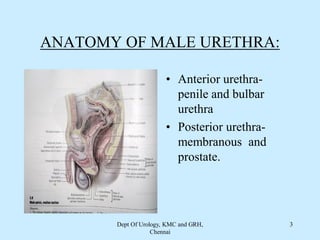 ANATOMY OF MALE URETHRA:
• Anterior urethra-
penile and bulbar
urethra
• Posterior urethra-
membranous and
prostate.
Dept Of Urology, KMC and GRH,
Chennai
3
 