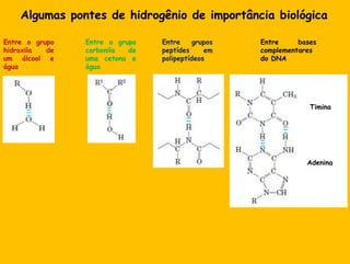 Algumas pontes de hidrogênio de importânciabiológicaEntre o grupohidroxila de um álcool e águaEntre o grupocarbonila de umacetona e águaEntre grupospeptídesempolipeptídeosEntre bases complementares do DNATiminaAdenina