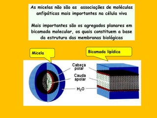 Bicamada lipídicaMicela