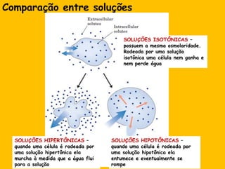 Comparação entre soluçõesSOLUÇÕES ISOTÔNICAS – possuem a mesmaosmolaridade. Rodeadaporumasoluçãoisotônicaumacélulanemganha e nemperdeáguaSOLUÇÕES HIPOTÔNICAS – quandoumacélula é rodeadaporumasoluçãohipotônicaelaentumece e eventualmente se rompeSOLUÇÕES HIPERTÔNICAS – quandoumacélula é rodeadaporumasoluçãohipertônicaelamurcha à medidaque a águaflui para a solução