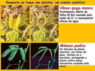 Respostaao toque nasplantas: um eventoosmóticoVênus-pega-moscaFechamentosúbitodafolha (0,5s) causadopelasaída de K+ e consequenteefluxodaáguaMimosa pudicaOs folículosdaplantasensitiva, em forma de pena, fecham-se e murcham, protegendo a planta contra danosestruturaiscausadospelovento