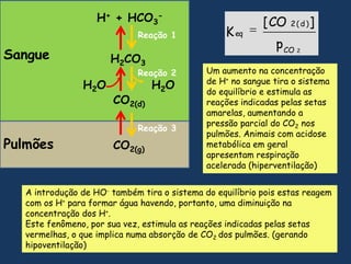 H+ + HCO3-Reação 1SangueH2CO3Um aumentonaconcentração de H+ no sanguetira o sistema do equilíbrio e estimula as reaçõesindicadaspelassetasamarelas, aumentando a pressãoparcial do CO2nospulmões. Animais com acidose metabólica em geral apresentam respiração acelerada (hiperventilação)Reação 2H2OH2OCO2(d)Reação 3PulmõesCO2(g)A introdução de HO-tambémtira o sistema do equilíbriopoisestasreagem com os H+ para formaráguahavendo, portanto, umadiminuiçãonaconcentração dos H+.Este fenômeno, porsuavez, estimula as reaçõesindicadaspelassetasvermelhas, o queimplicanumaabsorção de CO2 dos pulmões. (gerandohipoventilação)