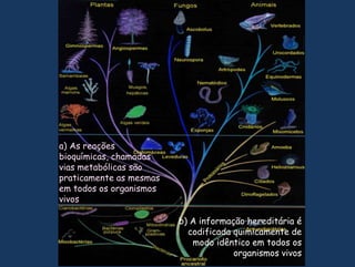 a) As reações bioquímicas, chamadas vias metabólicas são praticamente as mesmas em todos os organismos vivosb) A informação hereditária é codificada quimicamente de modo idêntico em todos os organismos vivos