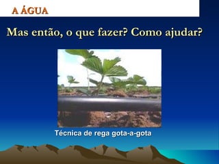 Técnica de rega gota-a-gota A ÁGUA Mas então, o que fazer? Como ajudar? 