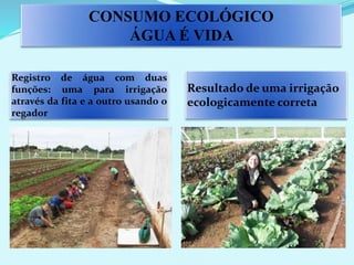 Resultado de uma irrigação
ecologicamente correta
Registro de água com duas
funções: uma para irrigação
através da fita e a outro usando o
regador
CONSUMO ECOLÓGICO
ÁGUA É VIDA
 