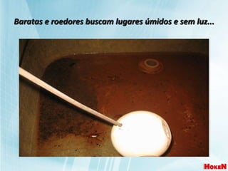 Baratas e roedores buscam lugares úmidos e sem luz... 