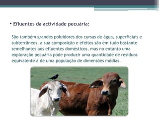 • Efluentes da actividade pecuária:
São também grandes poluidores dos cursas de água, superficiais e
subterrâneos, a sua composição e efeitos são em tudo bastante
semelhantes aos efluentes domésticos, mas no entanto uma
exploração pecuária pode produzir uma quantidade de resíduos
equivalente à de uma população de dimensões médias.
 