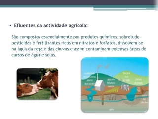 • Efluentes da actividade agrícola:
São compostos essencialmente por produtos químicos, sobretudo
pesticidas e fertilizantes ricos em nitratos e fosfatos, dissolvem-se
na água da rega e das chuvas e assim contaminam extensas áreas de
cursos de água e solos.
 