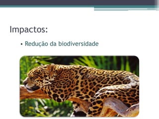 Impactos:
• Redução da biodiversidade
 