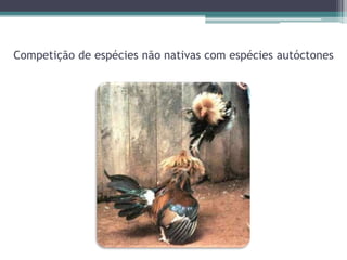 Competição de espécies não nativas com espécies autóctones
 