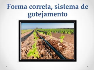 Forma correta, sistema de 
gotejamento 
 
