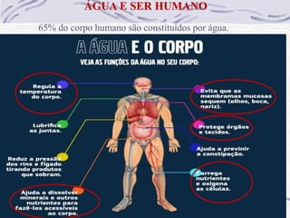 ÁGUA E SER HUMANO
65% do corpo humano são constituídos por água.
 